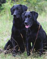 Den absolut högst meriterade tiken i Sverige på A-prov är utan tvekan Karins S Dana Scully som erövrat fler cert och ck än någon annan hund.