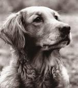 Kennel Sea-Croft, Birgitta Bernadotte, började också sin uppfödargärning med samma linjer som de två förstnämnda kennlarna.