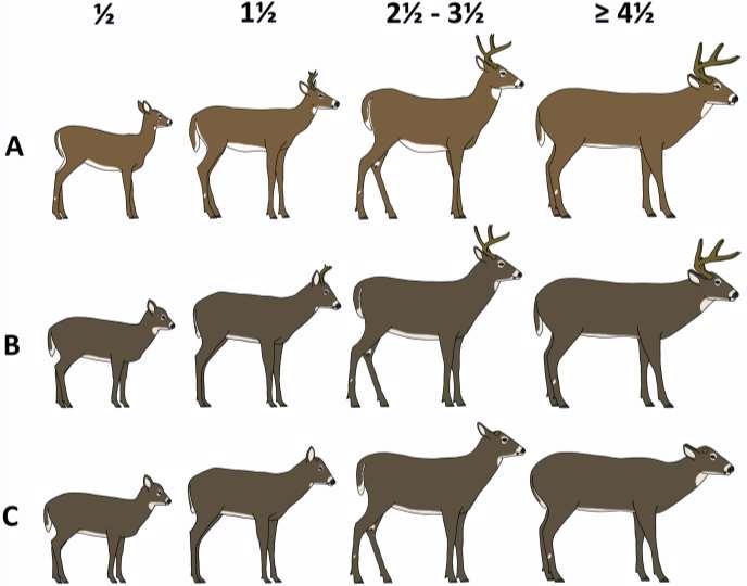 Hjortars utseende i olika åldrar beroende av tidpunkt under jaktsäsongen.