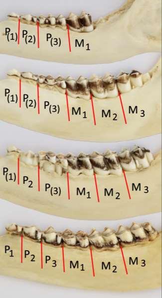 En vitsvans som är 2½ år eller äldre har sex permanenta tänder som alla är fullt utvuxna. Den tredje tanden framifrån (P 3 ) är alltså tvådelad och alla tänders uddar uppvisar olika grader av slitage.