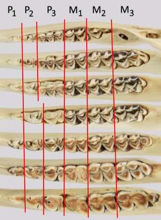 Från att vid unga år ha haft skarpa åsar, kommer kindtänderna med stigande ålder att bli allt mer utjämnade och tändernas framträdande ljusbruna tandben allt bredare.