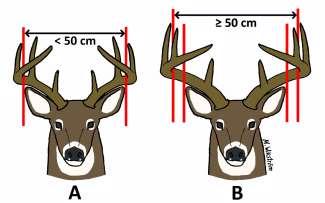 Hornutveckling beroende av antalet horntaggar vid 1½ års ålder. De hjortar som har 4 taggar vid 1½ års ålder kan få 10 30 procent större horn som fullvuxna, jämfört med de hjortar som har 3 taggar.