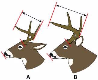 Då man beskådar hornen rakt från sidan framträder den övre delen vanligtvis som rak, även om den sedd uppifrån eller nerifrån inte är det, på grund av sin bågformighet.