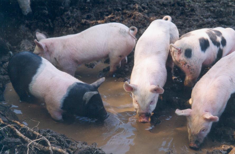 in pigs, genes or environment? Handledare: Nils Lundeheim Inst.