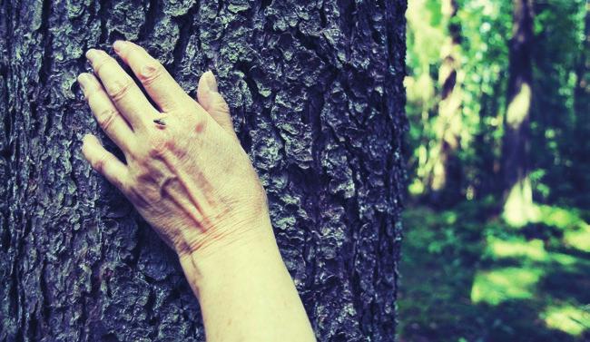 Skogsförsäkring Skogen är värdefull egendom som det lönar sig att sköta väl. Med en god skogsskötsel kan man hålla skogen i bra skick men ibland skadas den av olika orsaker såsom av naturfenomen.