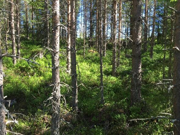 Belägenhet Fastigheten som omfattar ett skifte är belägen vid Krångdalsvägen och Kropptjärnsvägen ca 2,5 mil väster om Mora (avfart vid Läde från Vasaloppsvägen.