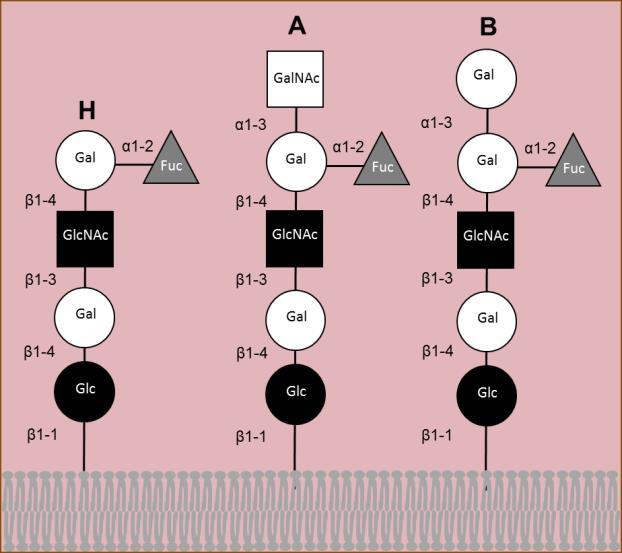 The gene Genetic