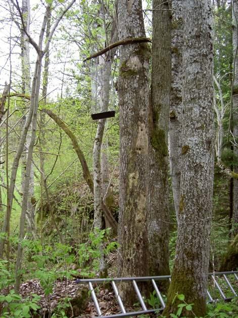 Gammal asp i Eklandskapet 2006. Bilden visar ett par gamla träd i Sållarebo, där fällan har hängts upp i en asphögstubbe med mycket gamla insektsgångar och spår av födosökande hackspettar.