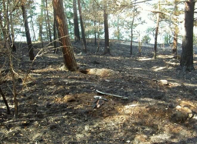 rovsteklar som själva gnager ut sina bon, eller som utvidgar redan existerande gångar i veden.