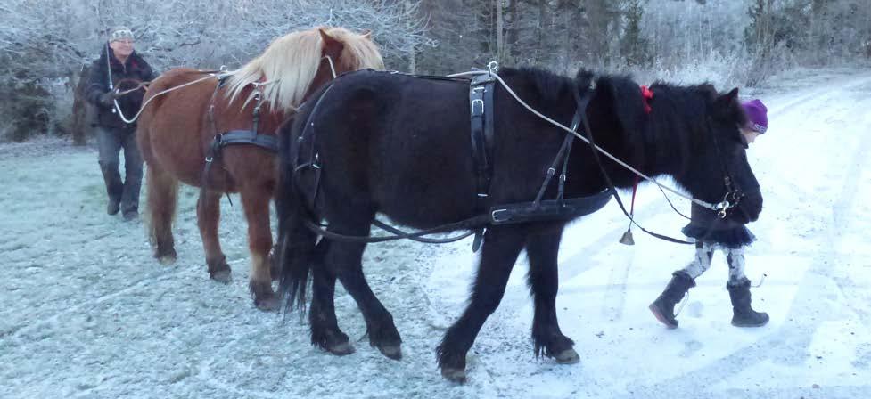 Grundridningen av Tindra satt ganska bra vid årsskiftet 2013/2014. Vi kunde skritta, trava och galoppera utomhus, inomhus har vi inte ens, ett år senare, kommit till galoppen.