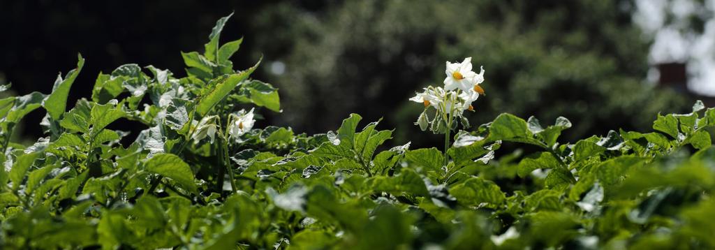 Välkommen som kund! FÖRETAGET Långås Potatis & Rotfrukter AB är ett odlarägt företag. Vår anläggning finns i Långås, Falkenbergs kommun i Halland.