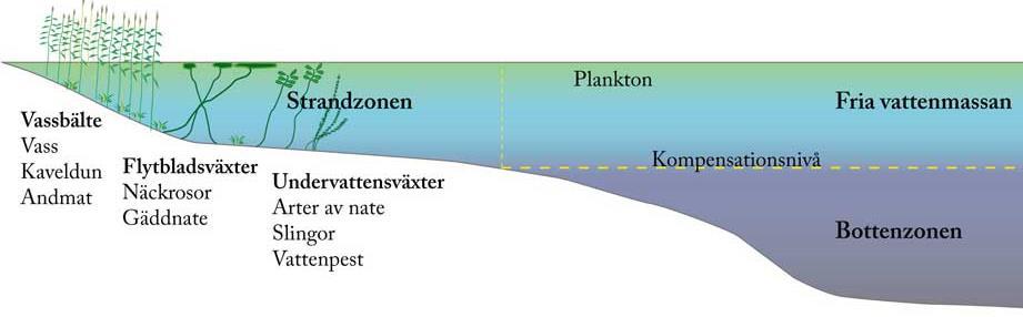 Djup med ca 1 % av solljuset vid vattenytan motsvaras av ett vattendjup som är ca. två gånger siktdjupet.