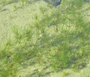 Höst Notblomster