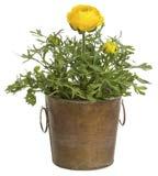 Köp till kruka Nyhamn, ø 14 cm. 49.90 2 FÖR 60:- VÅRELD Kalanchoë Blossfeldiana-Gruppen Lättskött och tålig!
