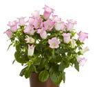39 90 MURKLOCKA Campanula