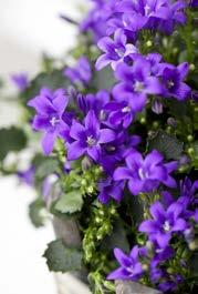 KRUKA ANTIK Campanula Magic
