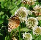 Blanda med gräsfrö för att få en fin äng. Fjäril & Humle Blomster Ökar den biologiska mångfalden av växter och insekter.