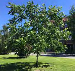 Rotrenovering med Hekla Trädvitamin har genomförts bland annat i Eskilstuna med fantastiska resultat på olika trädsorter.