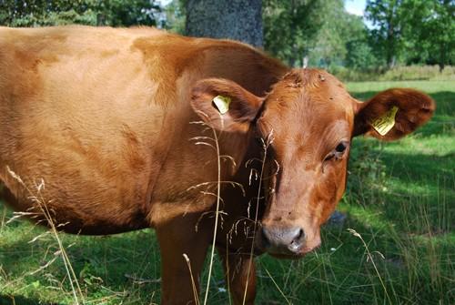 Fokusområde 4: Biologisk mångfald Giftfri miljö: Miljön ska vara fri från ämnen och metaller som skapats i eller utvunnits av samhället och som kan hota människans hälsa eller den biologiska