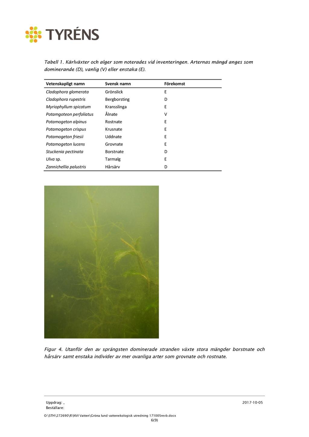 Tabell 1. Kärlväxter och alger som noterades vid inventeringen. dominerande (D), vanlig (V) eller enstaka (E).