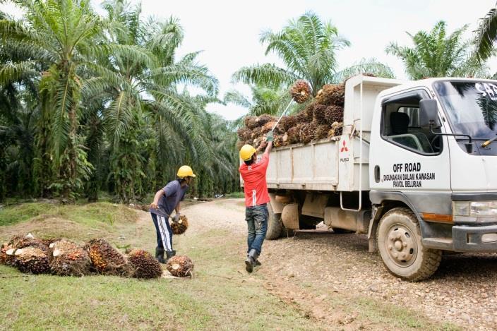Halten PFAD i rå palmolja är omkring 4 5 procent. När färska palmfrukter skördas samlas de in och lastas för transport till en palmoljekvarn. Direkt efter skörd börjar fria fettsyror (FFA) bildas.