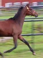 Start :0 ODDS TVILLING LOPP 9 Bankod 0 TOP Bronsdivision - Försök i Meeting -åriga och äldre 00.00-900.000 kr. 0 m. Voltstart. Pris:.000-.