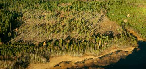 Hållbarhet CERTIFIERING AV MEDLEMMAR OCH ENTREPRENÖRER Skogscertifiering är ett viktigt verktyg för ansvarsfullt brukande av medlemmarnas skogar.