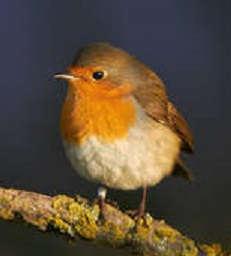 Rubekolo, apoganto de Jesuo (Erithacus rubecula) Se vi estas en iu proksima arbaro kaj prefere en piceoarbaro kaj aŭdas birdopepadon, kiu memorigas pri printempa rivereto kiu kirlas, aŭ pri la ludo