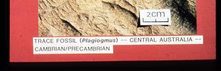 tidsålder - Paleozoikum
