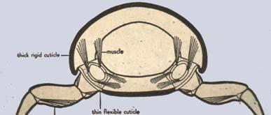 Trilobita