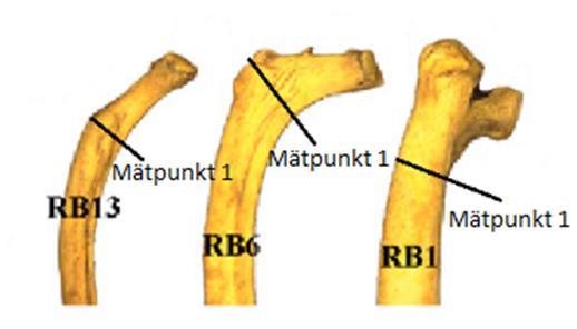 5.1 Mätpunkt 1 Mätpunkt 1 är taget i benets dorsala ände, i böjen strax ventralt eller över tuberculum.