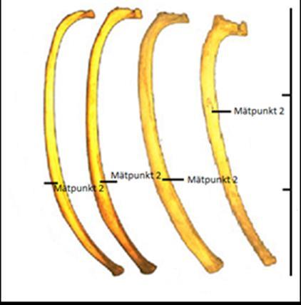 Revbenet förändras som mest i sin morfologi i denna del beroende på vilket revben i ordningen som behandlas.