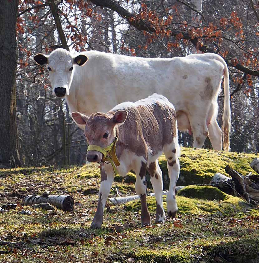 Verksamhet Foto: Eolshälls 4H 4H bygger på lokal, demokratisk förankring och medlemmens möjlighet till påverkan grundas där.