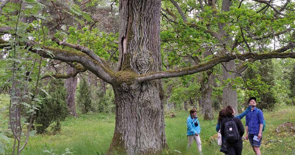 På norra sidan av ön, vid Korsholmen, finns 300 år gamla lindar och på Furön finns en cirka 300 år gammal hällmarksskog. På ön finns också ett 30-tal fritidshusarrenden.
