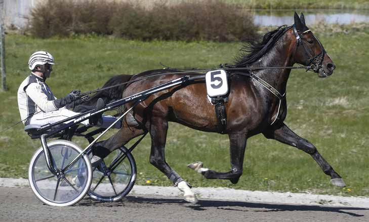 MÅNADENS HÄST Fossens Bonus Foto: Hanold/Foto-Mike Valack född 2010-04-26 e. Juliano Star (Fr) u. Matilda Mitj ue.