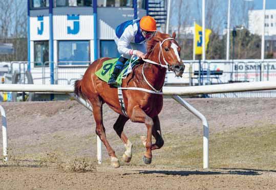 Shake The Disease Sedan Voterlöpning infördes som det första benet i Jägersros eget Triple Crown har hela fem vinnare av Voterlöpning gått vidare till Derbyseger.