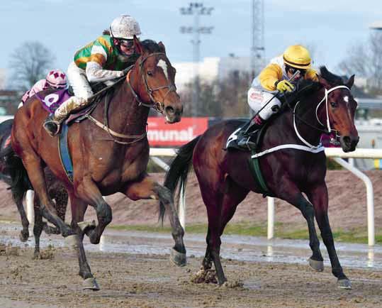 Svenskt Derby Trial Johnnybegood (t v) vinner före Marta. och formtalet flög upp från 68 till 75. Martin Rodriguez sitter helt klart på ett av de största hemmahoppen.