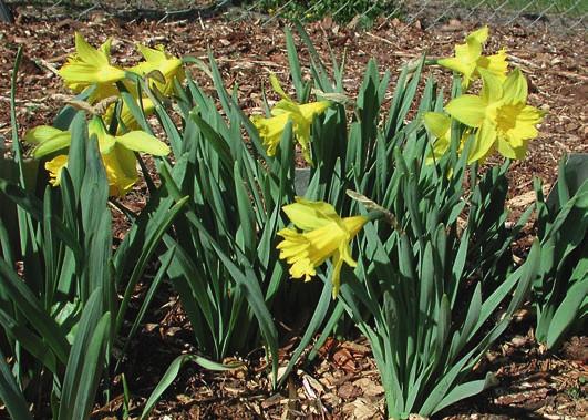 Two examples of Lent lilies reported in response to the Call for Narcissi, the more common two-coloured form to the left (probably N. pseudonarcissus var.