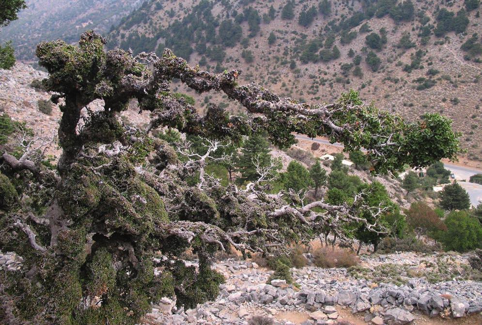 Kretas växter har en gammal historia För den som kan tyda spåren i växternas utbredningsmönster erbjuder Kretas unika växtvärld fascinerande inblickar både i gångna tiders klimat, geologiska skeenden