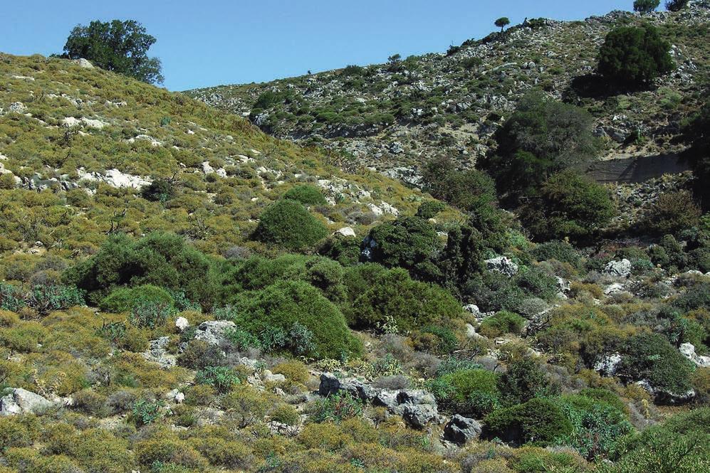 GRANATH m.fl. Figur 2. Frygana är den vanligaste vegetationstypen på Kreta. Fryganan bildar ett hedartat växtsamhälle bestående av låga, ofta taggiga, vintergröna buskar som formas av bete och brand.