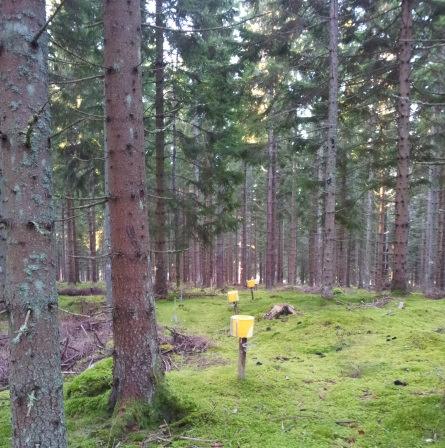 Bordsjö (F 22): Yta öster om Aneby. Skogen utgörs av ganska tät granskog utan fältskikt, planterad 1952 på gammal betesmark. Beståndet är delvis skadat av vilt och röta.