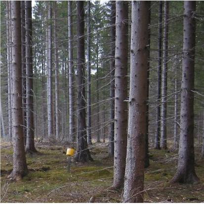 Ytan skadades måttligt i samband med stormen Gudrun i januari 2005 då 10-12 granar fälldes i ytan eller in i ytan. Mätningar av nedfall och markvatten startade i januari 1996.