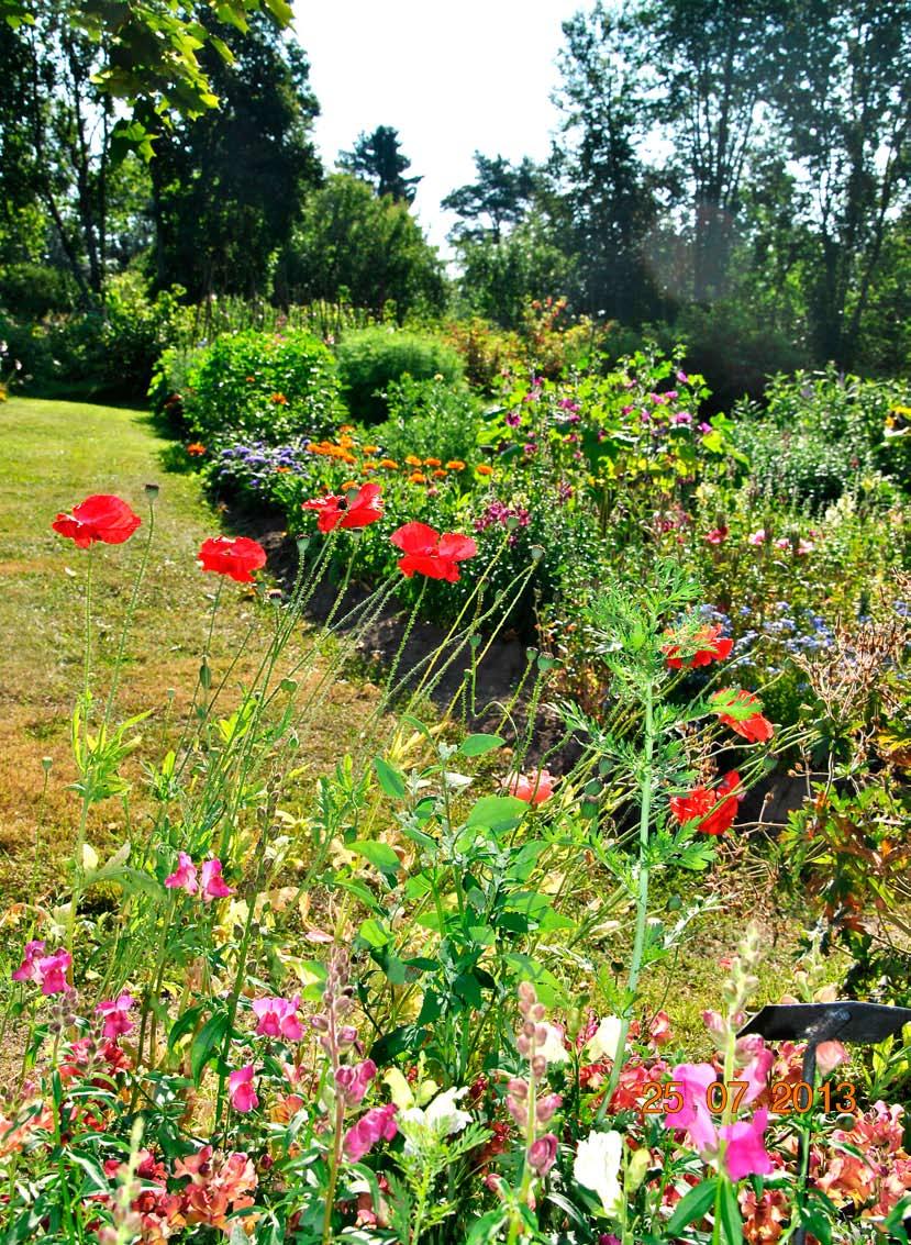 Augusti 2013 Sommarhälsning från Brinkens museum och museiträdgården!