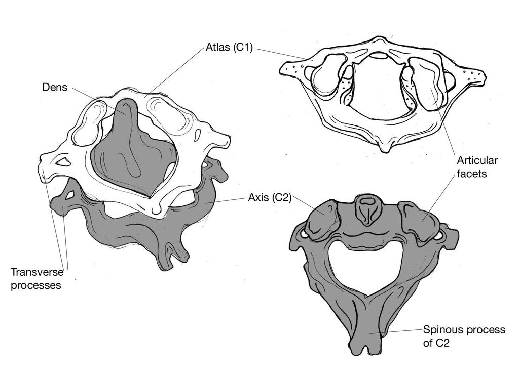 Atlas (C1) och Axis (C2) Foramen