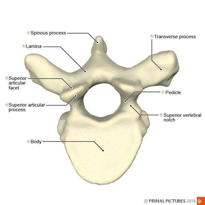 vertebrae