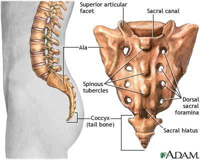 Os sacrum och os coccygis S1-S5 växer ihop till ett ben, os sacrum = korsbenet