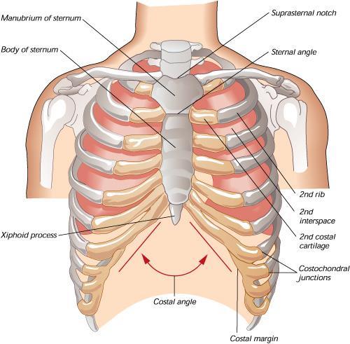 Art. sternoclavicularis 1-7 når fram till sternum; 7 längst 8-10