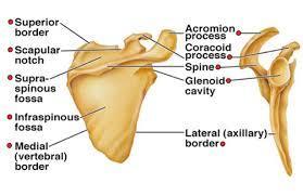 Scapula Namn
