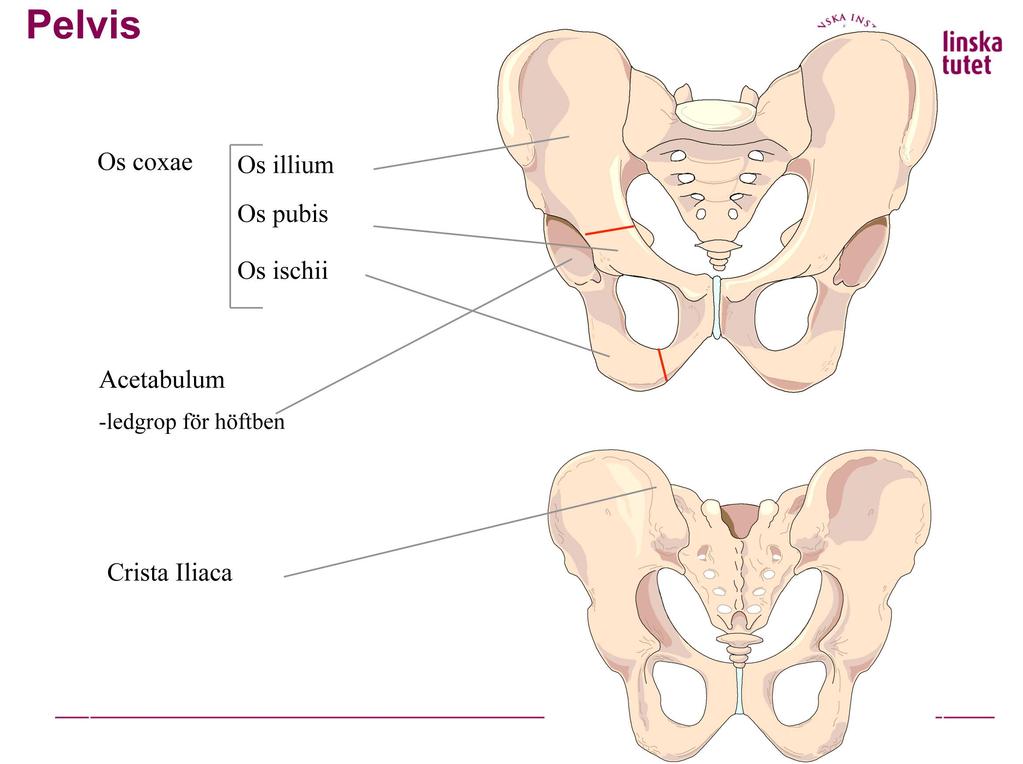 Bäckenet består av tre delar: 2x Os coxae, os sacrum Art.