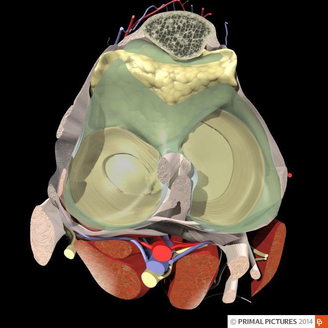 Art. genu Patella Medial